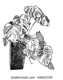 
Monstera in the pot . Vector freehand drawing . Tropical plants , vine .