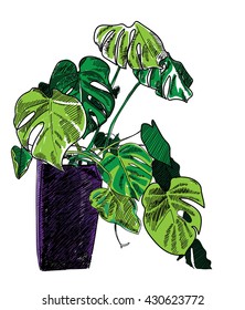 
Monstera in the pot . Vector freehand drawing . Tropical plants , vine .