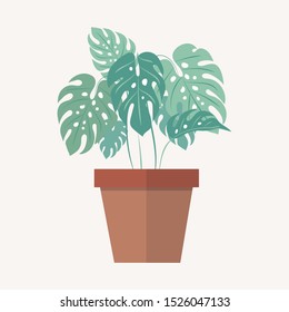 Monstera in pot.  Vector house plant
