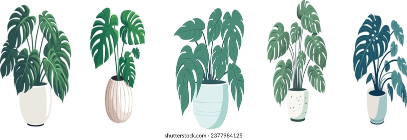 Monstera in the pot, Vector Illustration on a transparent background