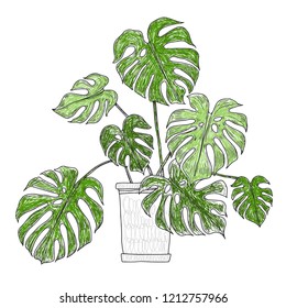 Monstera in pots.Vector  hand-drawn illustration. Isolated outline element on white background. Home decorations.