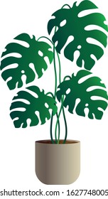 Monstera potted plant vector illustration isolated on white background