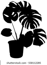 Monstera The Potted Plant Vector Silhouette