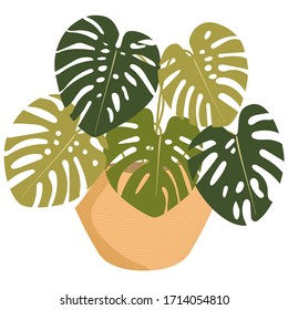 Monstera room plant. Plant in basket pot. Isolated. Home herb green. Exotic leaves. Home eco style interior decoration. Tropical leaf. Floristic element. Transparent backgroud flat vector. 