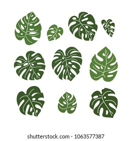 Monstera. Set of tropical leaves . Vector illustration. 