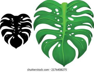 Monstera Silhouette and Vector Illustration.