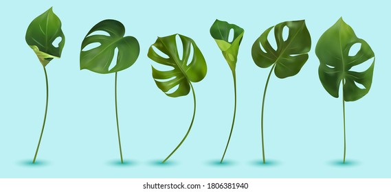 Monstera mit spaltblättrigem Blattwerk, das in freier Wildbahn wächst. Sechs grüne tropische Blätter auf blauem Hintergrund. 3d realistisches Vektorsymbol. 