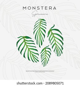 Monstera Spruceana plant leaf from tropical forests isolated on white background. Can be used for greeting cards, flyers, invitations, web design, to everything. File has clipping path.