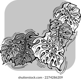 Monstera tropical green leaf drawing. Exotic nature palm plants theme illustration, decorative vector element for logo design, postcard, party invitation deco, restaurant menu, spa salon. Hand drawing