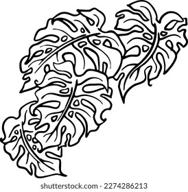 Monstera tropical green leaf drawing. Exotic nature palm plants theme illustration, decorative vector element for logo design, postcard, party invitation deco, restaurant menu, spa salon. Hand drawing