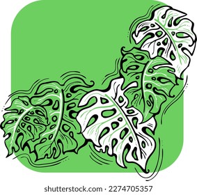 Monstera tropical green leaf drawing. Exotic nature palm plants theme illustration, decorative vector element for logo design, postcard, party invitation deco, restaurant menu, spa salon. Hand drawing
