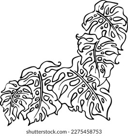 Dibujo de hoja verde tropical de Monstera. Ilustración temática de plantas de palma de naturaleza exótica, elemento decorativo vectorial para el diseño del logo, postal, invitación a fiesta deco, menú del restaurante, salón de spa. Dibujo manual
