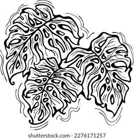 Monstera tropical green leaf drawing. Exotic nature palm plants theme illustration, decorative vector element for logo design, postcard, party invitation deco, restaurant menu, spa salon. Hand drawing