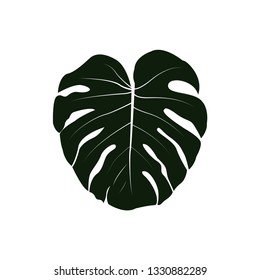 Monstera tropical jungle leaf. Vector illustration isolated on white background.