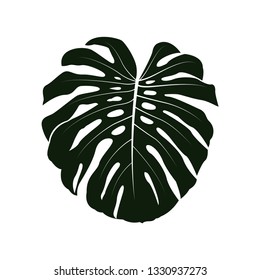 Monstera tropical jungle leaf. Vector illustration isolated on white background.