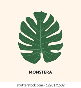 Monstera Tropical Jungle Plant Green Big Palm Leaf. Flat Vector Illustration Isolated on White.  