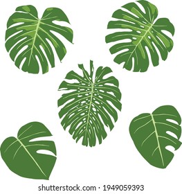 Monstera Tropical Jungle Plant Green Leaves. Flat Vector Illustration Set Isolated on White.