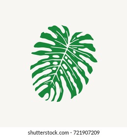 Monstera tropical large rain leaf vector illustration