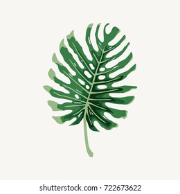 Monstera tropical large rain leaf illustration vector