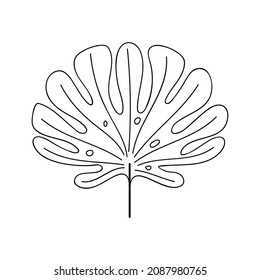 monstera tropical leaf contour vector illustration