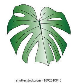 Monstera Tropical Leaf Illustration - Realistic vector illustration of a Monstera Deliciosa leaf on a background. Vector file is fully layered and well organized.vector illustration isolated.EPS 10.