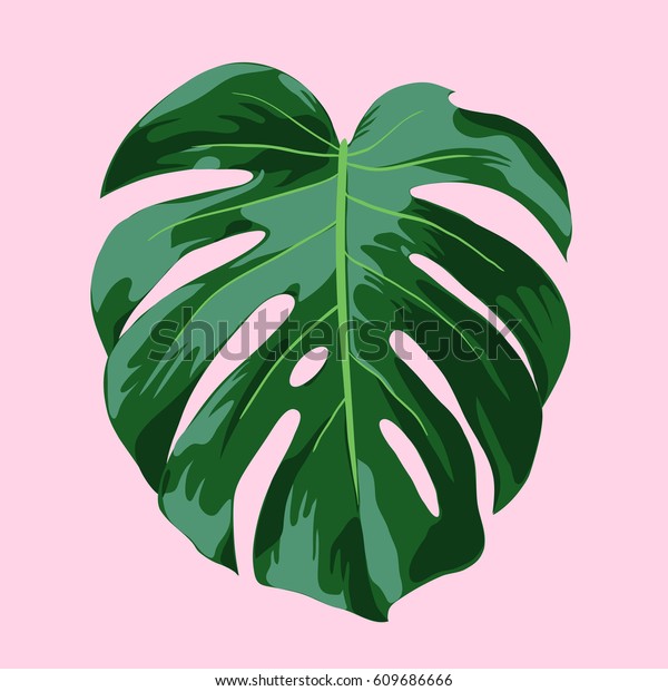 ピンクの背景にモンステラ熱帯の葉のイラスト モンステラ デリシオサの葉のリアルなベクターイラスト ベクター画像ファイルは完全にレイヤ化され 整理されています のベクター画像素材 ロイヤリティフリー