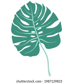 monstera tropical leaf. palm leaves. jungle and rainforest. stock vector illustration isolated on white background.