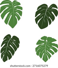Monstera Tropical Leaf Vector Set , Perfect for Botanical Designs, Nature Themes, Decoration, and Modern Graphic Projects