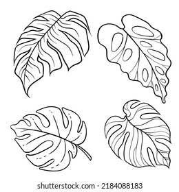 Monstera tropical leaves. Black and white sketch outline. Beautiful hand drawn exotic plants.