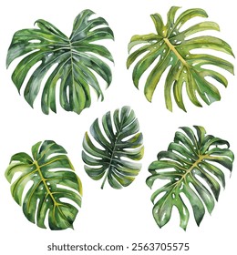 Monstera tropical leaves isolated on white background vector illustration. Green monstera exotic tropical jungle leaves. Bush and tree foliage isolated. Jungle exotic plants leaves in jade green.