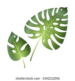 Monstera tropical leaves. Jungle palm plants exotic beautiful big green leaf vector painting