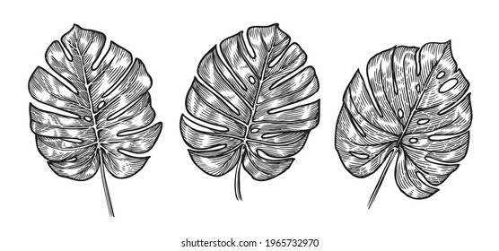 Monstera Tropical Leaves Sketch Vector Illustration Stock Vector ...