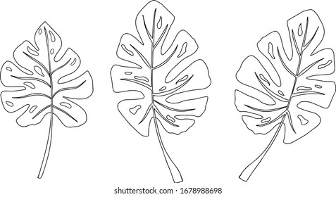 Monstera. Tropische Blätter Vektorillustration färben. Freehand gezeichnete grafische Kontur. Doodle Blätter. Für das Design von Verpackungen, Visitenkarten, Drucke, Erstellen von Mustern.