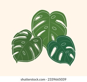Monstera Tropical plant Green Leaves. Flat Vector Illustration Set Isolated on White background