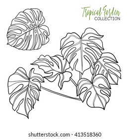 Monstera. Tropical plant. Vector illustration. Coloring book for adult and older children. Coloring page. Outline drawing.