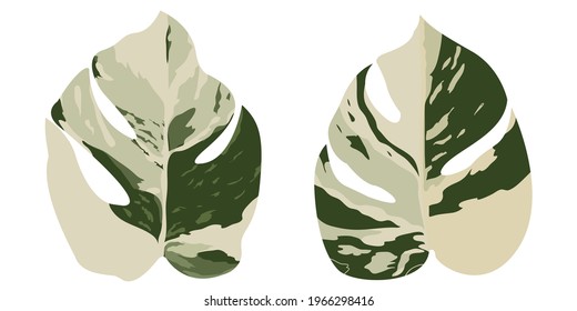 Monstera Two Leaf Vector Element Isolated On White Background.