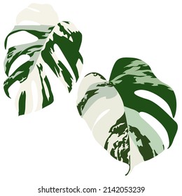 Monstera Variegata leaves isolated on the white background, monstera vector illustration.