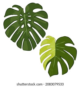 monstera variegata variegated deliciosa king borsigiana green leaf leaves vector hand drawing green color sketch illustration