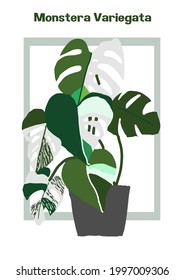 Monstera Variegata water color style vector