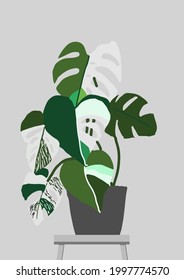 Monstera Variegata water color style vector