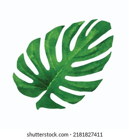 Monstera vector art Exotic leaf watercolor painting Tropical vector art  Hawaii plant Design for greeting card logo or decoration