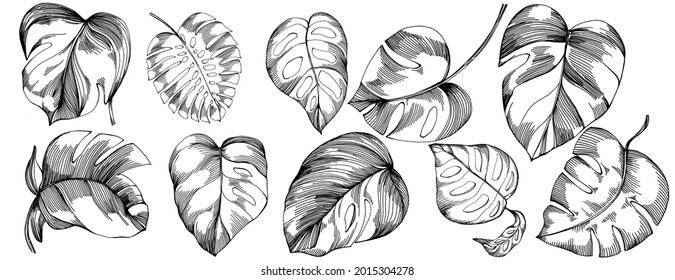 Monstera Vector Exotic tropical hawaiian summer. Liana beach tree jungle botanical leaves. Black and white engraved ink art. Leaf plant botanical garden floral foliage. Isolated leaf illustration.