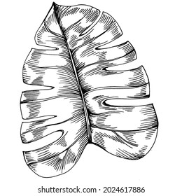 Monstera Vector Exotic tropical hawaiian summer. Liana beach tree jungle botanical leaves. Black and white engraved ink art. Leaf plant botanical garden floral foliage. Isolated leaf illustration.