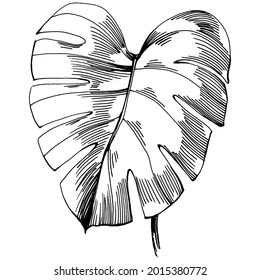 Monstera Vector Exotic tropical  summer. Liana beach tree jungle botanical leaves. Black and white engraved ink art. Leaf plant botanical garden floral foliage. Isolated leaf illustration element.