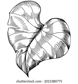 Monstera Vector Exotic tropical  summer. Liana beach tree jungle botanical leaves. Black and white engraved ink art. Leaf plant botanical garden floral foliage. Isolated leaf illustration element.