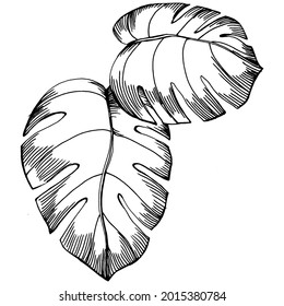 Monstera Vector Exotic tropical  summer. Liana beach tree jungle botanical leaves. Black and white engraved ink art. Leaf plant botanical garden floral foliage. Isolated leaf illustration element.