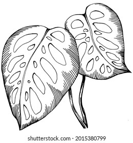 Monstera Vector Exotic tropischen Sommer. Liana Beach Baum Dschungel botanische Blätter. Schwarz-Weiß-Gravur mit Tintenkunst. Blätterpflanzenpflanze aus dem Blättergarten. Einzelnes Blatt-Illustrationselement.