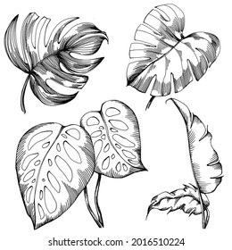 Monstera Vector Exotic tropical  summer. Liana beach tree jungle botanical leaves. Black and white engraved ink art. Leaf plant botanical garden floral foliage. Isolated leaf illustration element.