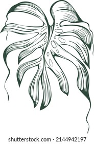 Monstera  vector illustratiom. Hand drown vector illustration, perfect for logo, postcards and more.