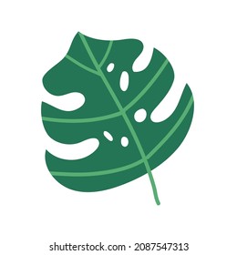 Monstera vector leaf doodle illustration isolated on white background. Decorative palm tree part of exotic rainforest.
